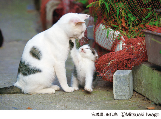 岩合光昭写真展 こねこ 名古屋栄三越 三越 店舗情報