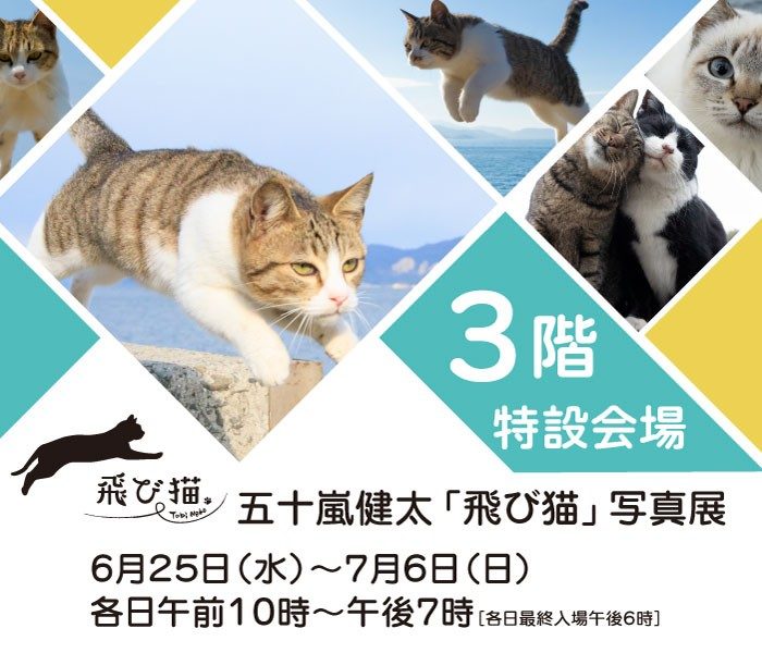 五十嵐健太「飛び猫」写真展
