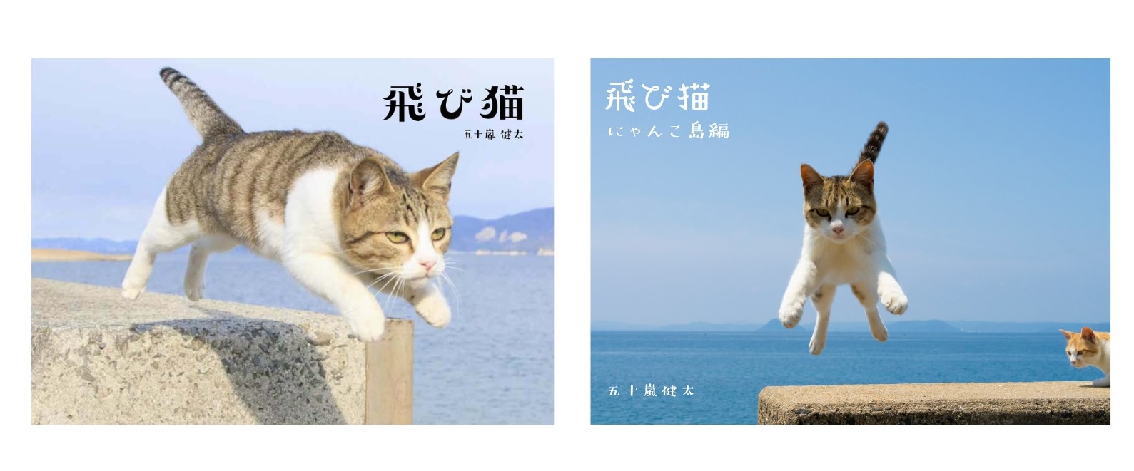 飛び猫02