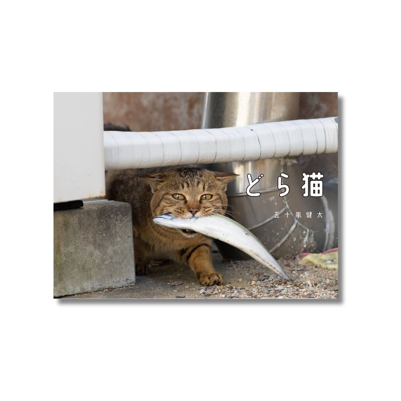 どら猫写真集