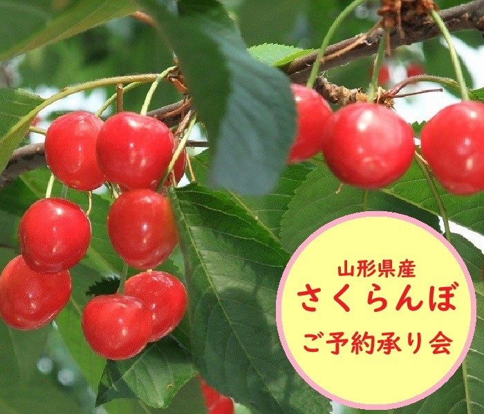 山形県産 さくらんぼご予約承り会      