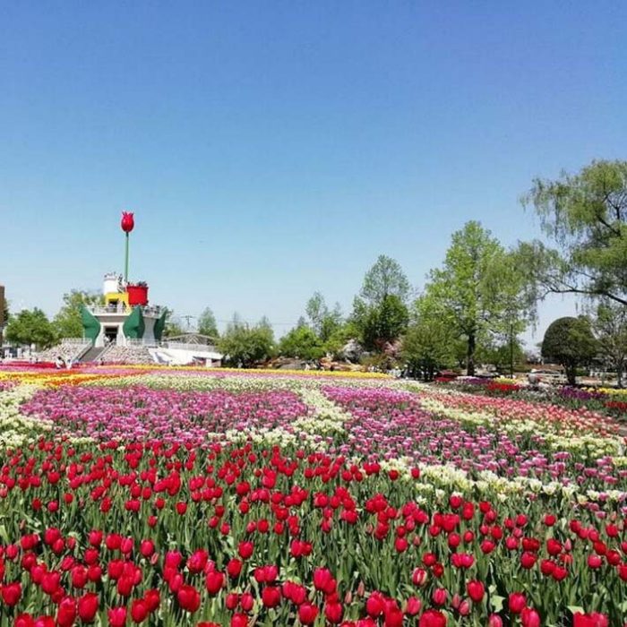 「砺波チューリップ公園」