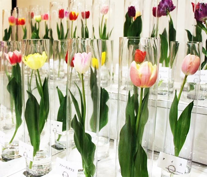 tulip