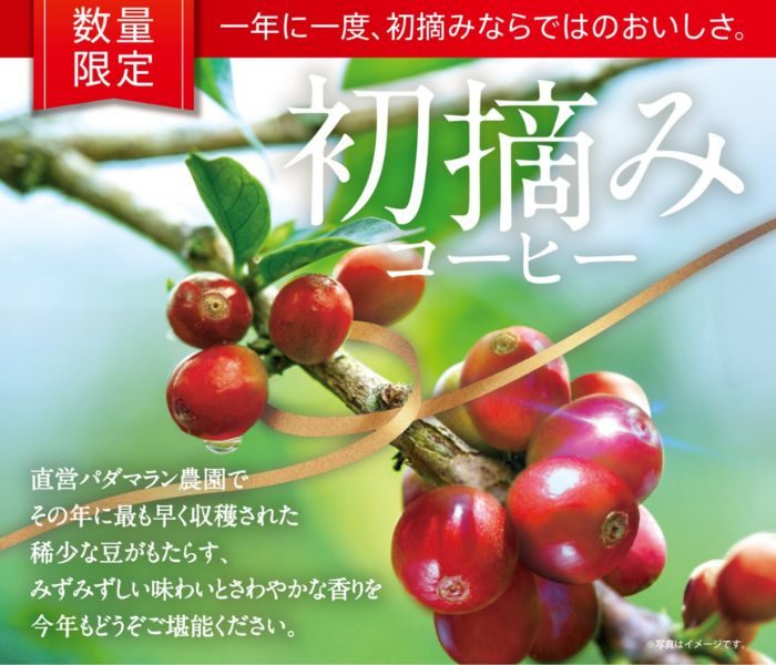 ＜キーコーヒー＞トアルコ トラジャ 2025　初摘みコーヒーご予約承り会
  
  
  
  
  